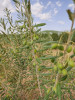 Vente Terrain Agricole Msila Tamsa