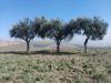 Vente Terrain Agricole Sidi bel abbes Tessala