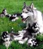 Chiots Husky yeux vairons 