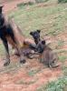 Malinois chiot et chiens 