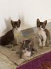 Trois jolies chatons a adopter 