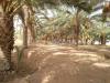 Vente Terrain Agricole Biskra Lioua