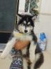 Chien husky poil long