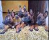 Chiots malinois