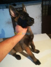 Des malinois a vendre