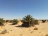 Vente Terrain Agricole Adrar Timimoun