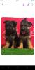 chiot berger allemand 