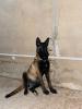 Une Chienne De Berger Malinois  