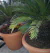 CYCAS 