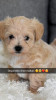 Caniche bichon maltais 