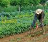 travaux des jardins