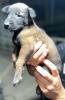 chiot berger belge malinois pure sang