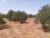 Vente Terrain Agricole Oran Boutlelis