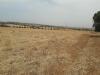 Vente Terrain Agricole Oran Boutlelis