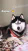 Mal husky malamute 13 mois à vendre 