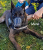 Des chiots malinois à vendre 