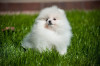 Pomeranian Spitz 