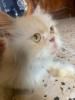 Chat persan himalayen peke faced