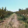 Vente Terrain Agricole Djelfa Ain oussara