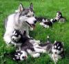 Husky race pure 