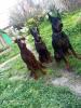 Chiots dobermans européens pure Race 