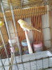 Canari satiné 