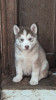 Chiot husky sibérien poil long 