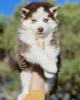 Husky malamute 