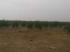 Vente Terrain Agricole Djelfa Benhar