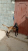 Femelle malinois 