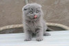 Scottish fold 