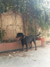 Rottweiler Almand tay géant 