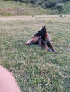 Chien malinois