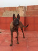 Malinoise masque noir 7 mois femelle