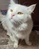 Chat angora persan