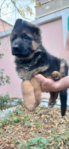 Chiot femelle berger allemand