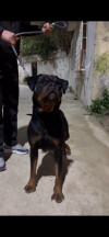 Femelle rottweiler serb 