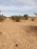 Vente Terrain Agricole Biskra Oumache