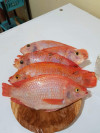 Géniteurs tilapia rouge 