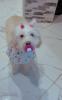 chien bichon