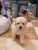 Disponible chiots bichon malti