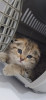 Chatons British Scottish Fold