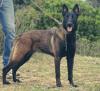 Berger malinois pure sang femelle 