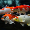 Poisson koi aquarium