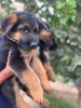 Chiot berger allemand pedigree mâle 