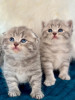 Chatons British et scottish 