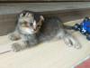 Chat scottish fold mal brown gold 