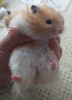 Hamsters dorés هامستر ذهبي 