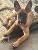  femelle Malinois 3mois