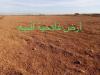 Vente Terrain Agricole Biskra El haouch